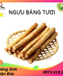 Củ ngưu báng tươi giống nhật, trồng hữu cơ