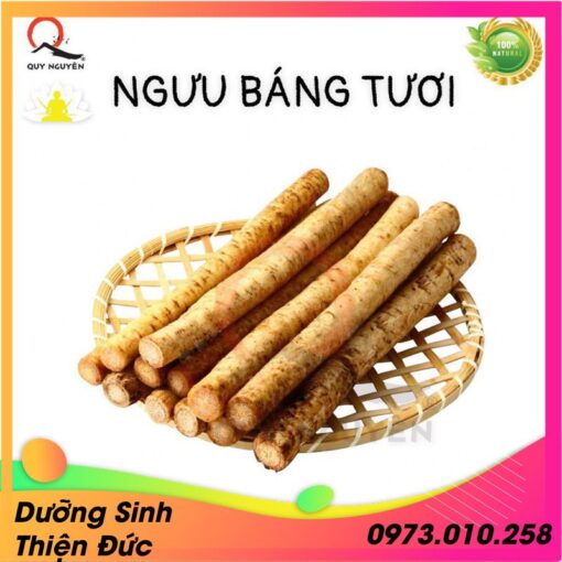 Củ ngưu báng tươi giống nhật, trồng hữu cơ